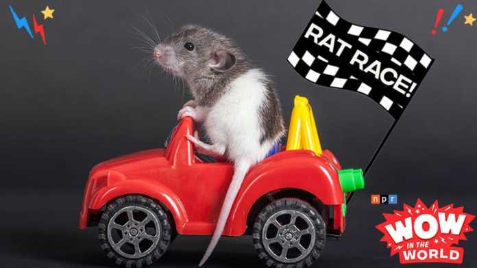 Stuck in the rat race